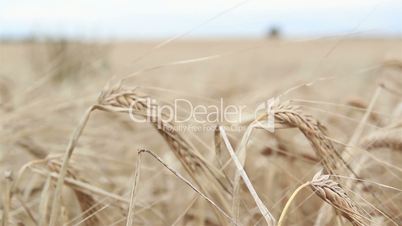 Closer image of a wheat stock