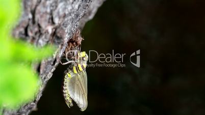 Dragonfly moth on top of the tree trunk