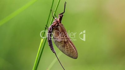 Dragonfly sticking on the grass stalk despite the wind