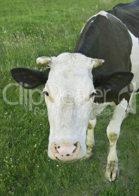 cow