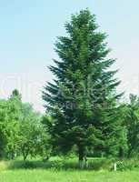 fir-tree