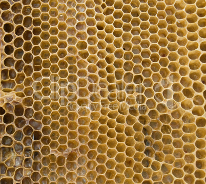 honeycombs