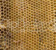 honeycombs
