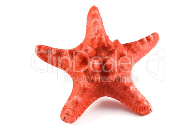 starfish