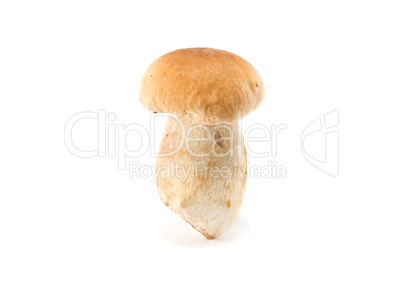 white mushroom