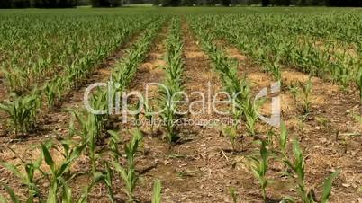 corn field growing