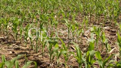 wisconsin corn field