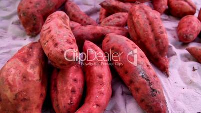Healthy sweet potato root crop