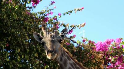 Giraffe chewing under a bougainvillea plant