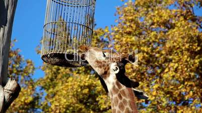 Giraffe reaching its food head of giraffe