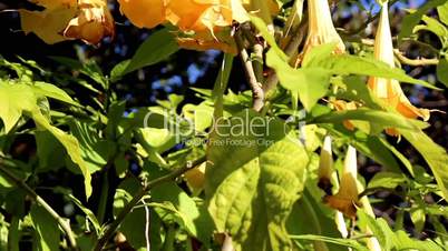 Yellow angels trumpet flower plant with yellow bell flowers