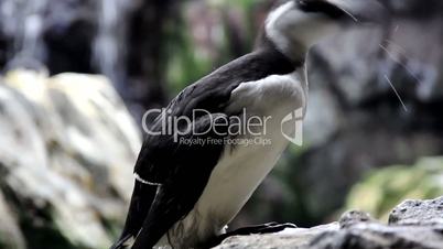 Black and white bird Murre