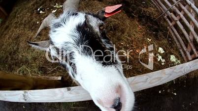 A goat inside a fence