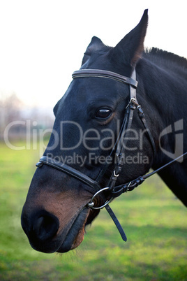 Photo horses close-up on the field