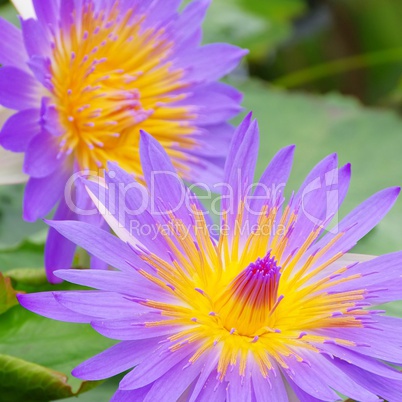 seerose - water lily 46
