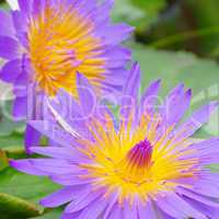 seerose - water lily 46