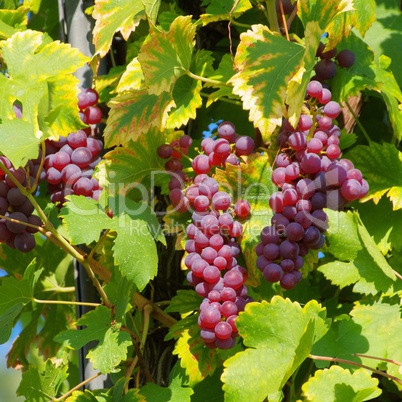 weintraube rot - grape red 32