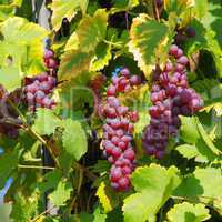 weintraube rot - grape red 32