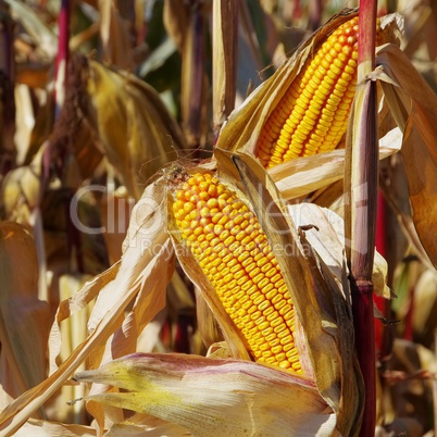 maiskolben - corn 06