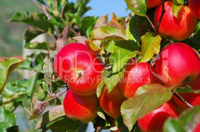 apfel am baum - apple on tree 156