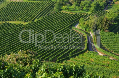 wachau weinberg - wachau vineyard 16