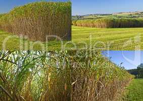 chinaschilf,elefantengras,miscanthus,