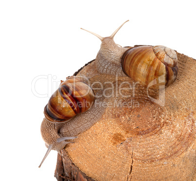 two snails on top of pine-tree stump