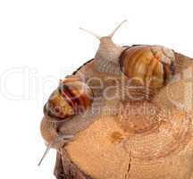 two snails on top of pine-tree stump