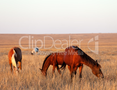 three horses grazing in pasture