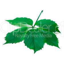 green leave (virginia creeper leaf)