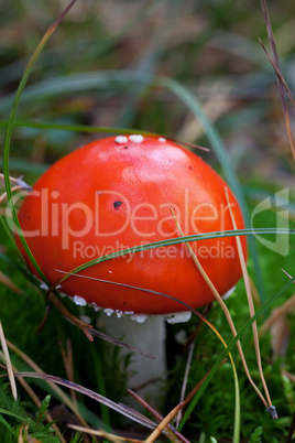 amanita muscaria mushroom in grass