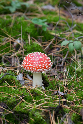 red amanita muscaria mushroom in moss