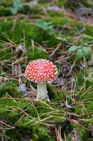 red amanita muscaria mushroom in moss