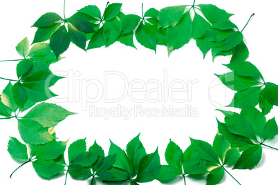green leaves frame on white background
