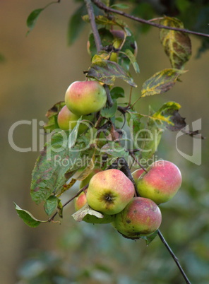 apples on tree