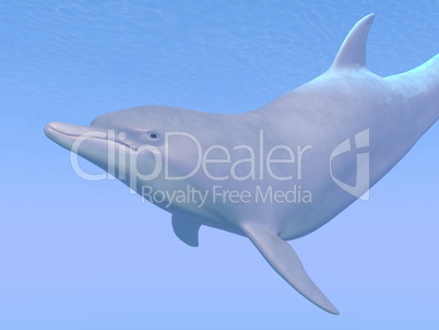 dolphin - 3d render