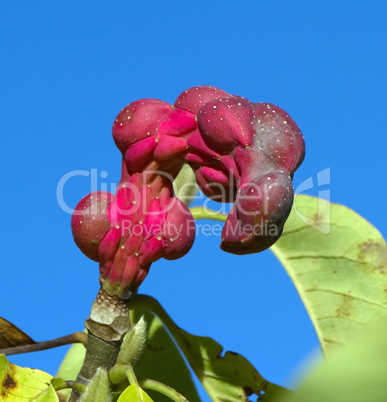 magnolia sayonara seed pods