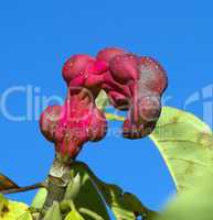 magnolia sayonara seed pods