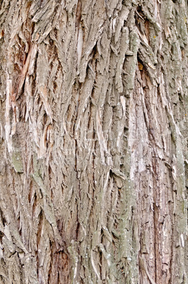 bark old willow texture
