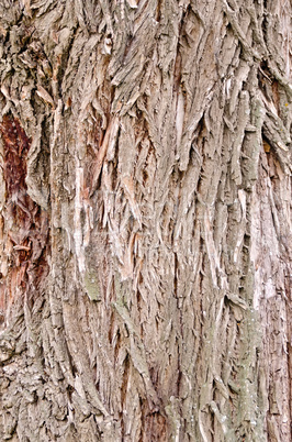 bark old willow
