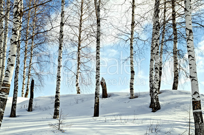 birch trees in a winter forest