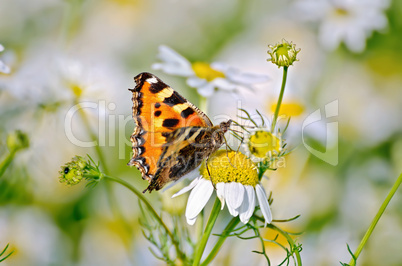butterfly orange on a camomile