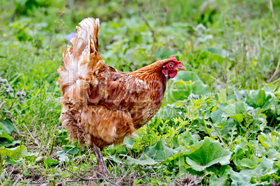 chicken brown on a background of grass