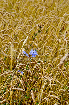 chicory in a wheat field