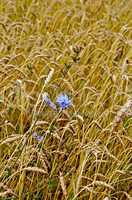 chicory in a wheat field