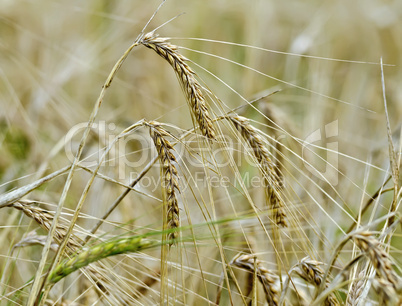 ears of corn on a background of field