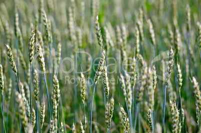 ears of wheat green on the field