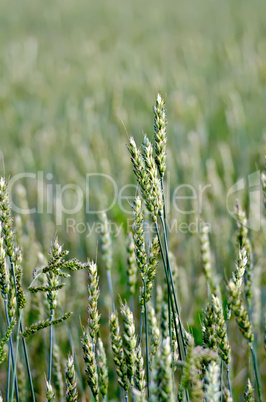 ears of wheat green