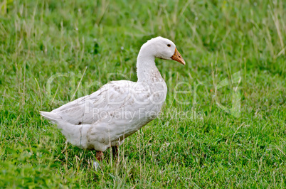 goose white on a background of grass