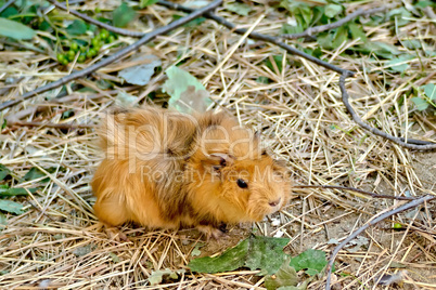 guinea pig brown